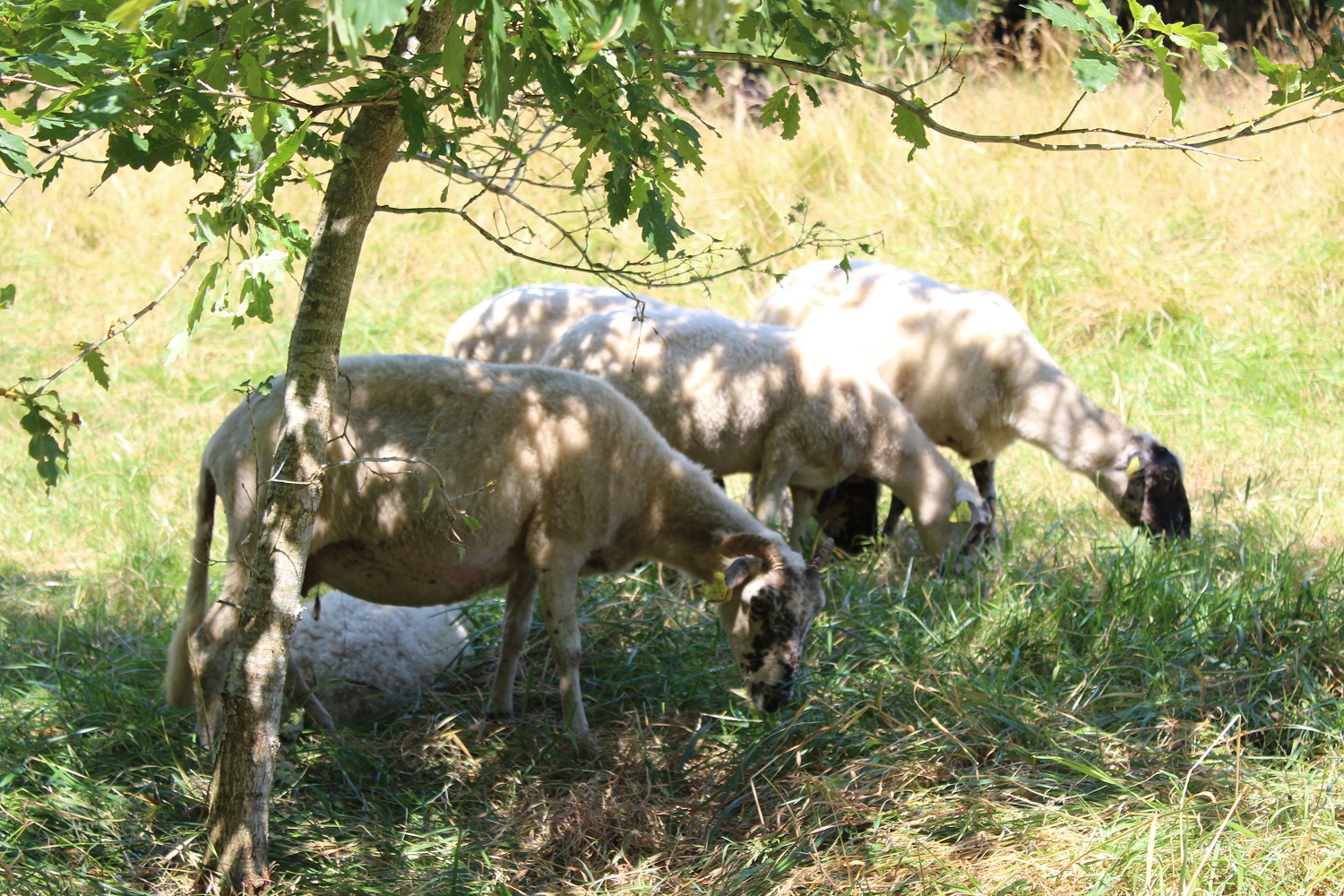 moutons à Tranchère