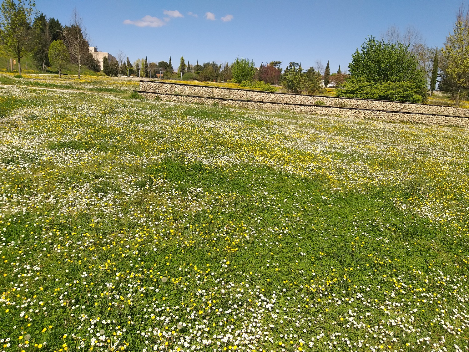Pâquerettes et boutons d'or... les couleurs du printemps !  ​