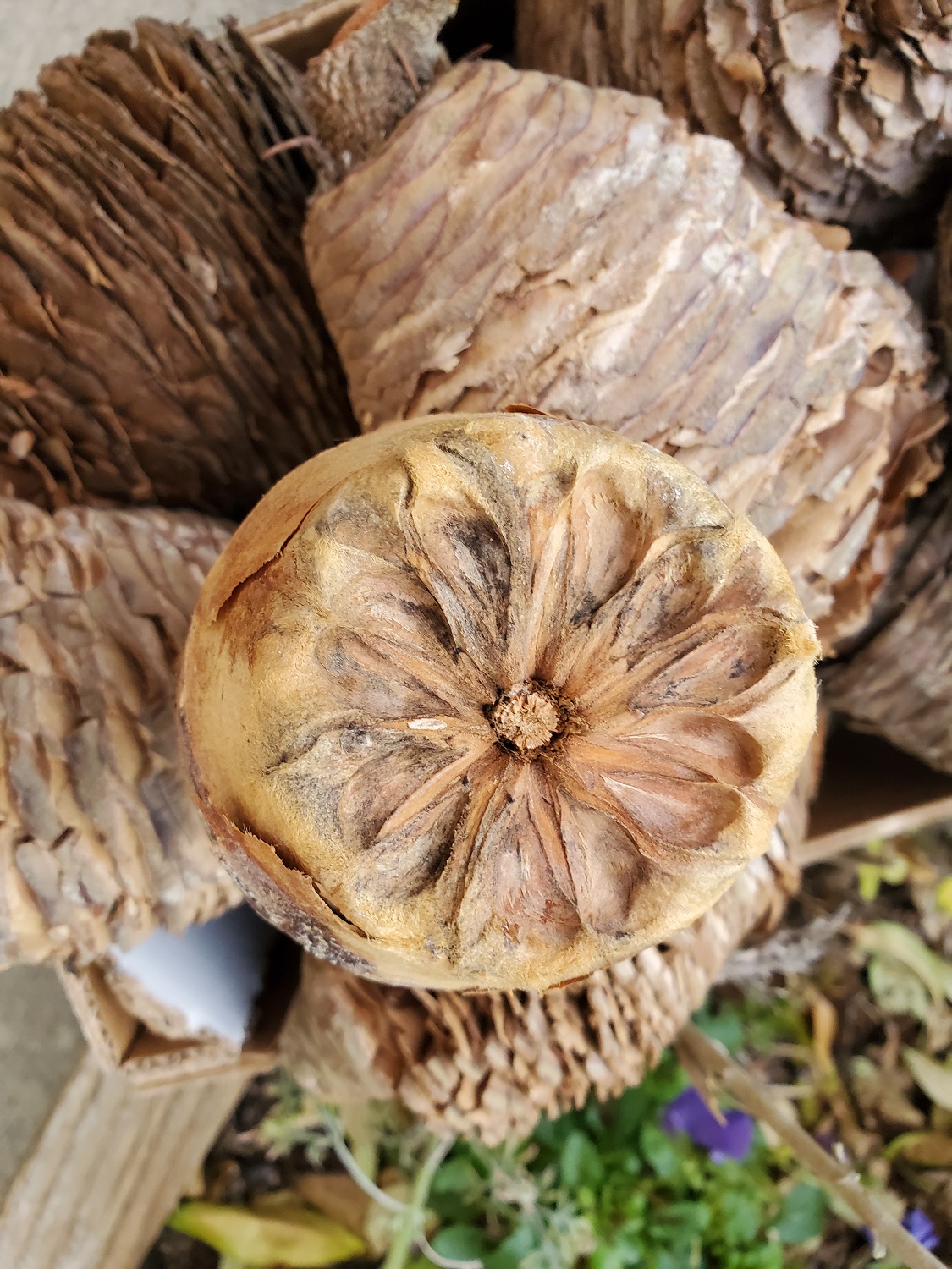 germination des graines