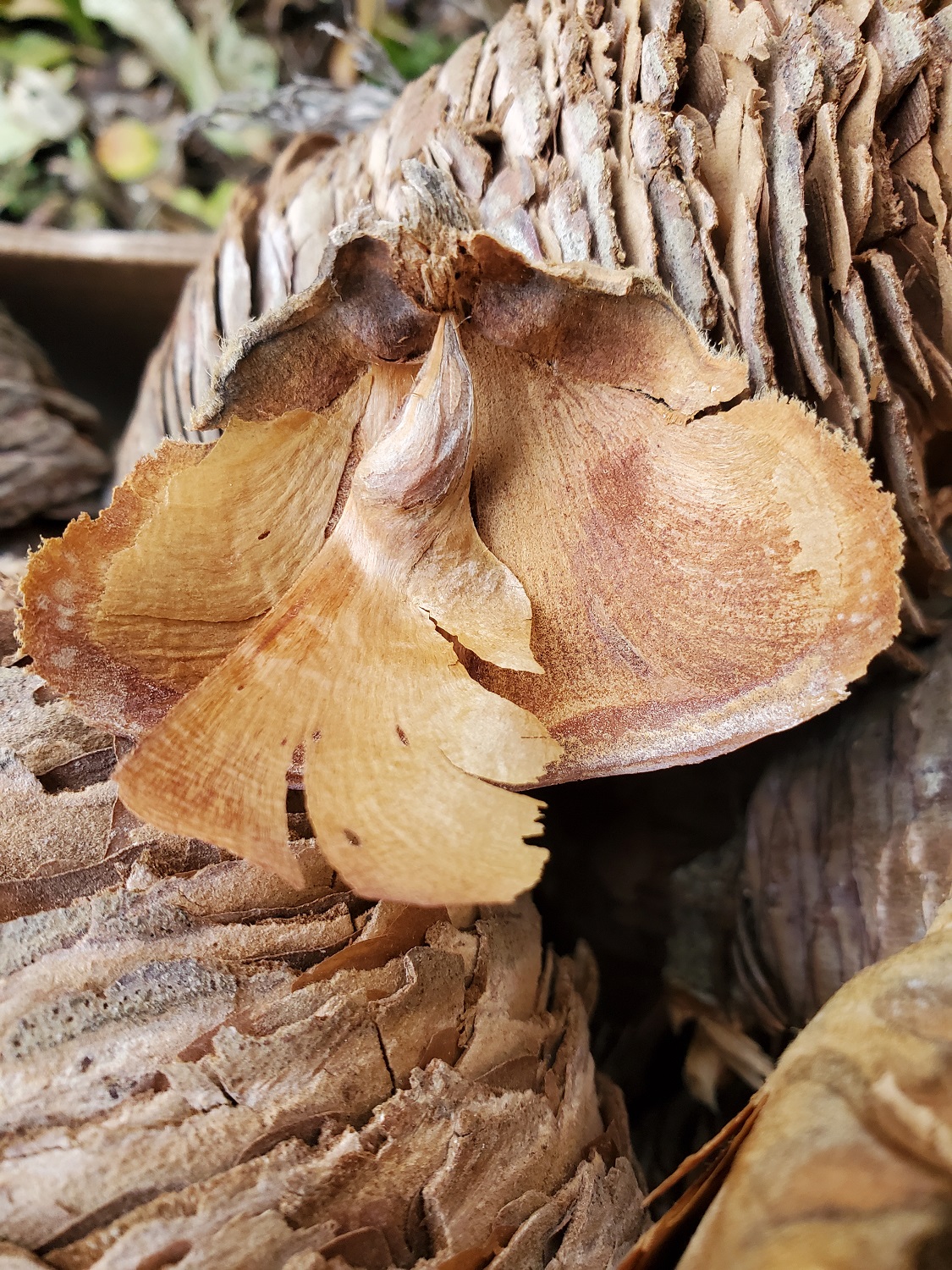 germination des graines