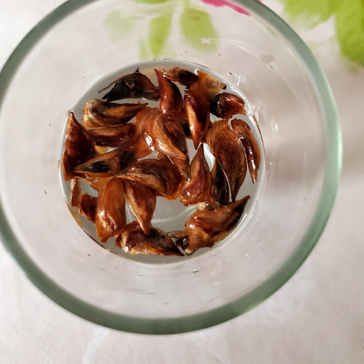 germination des graines