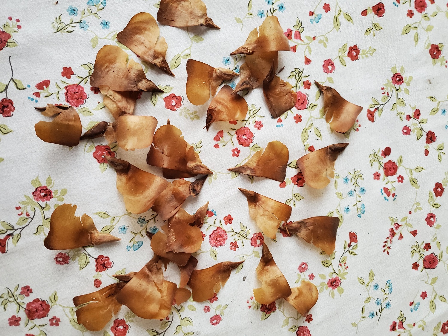 germination des graines