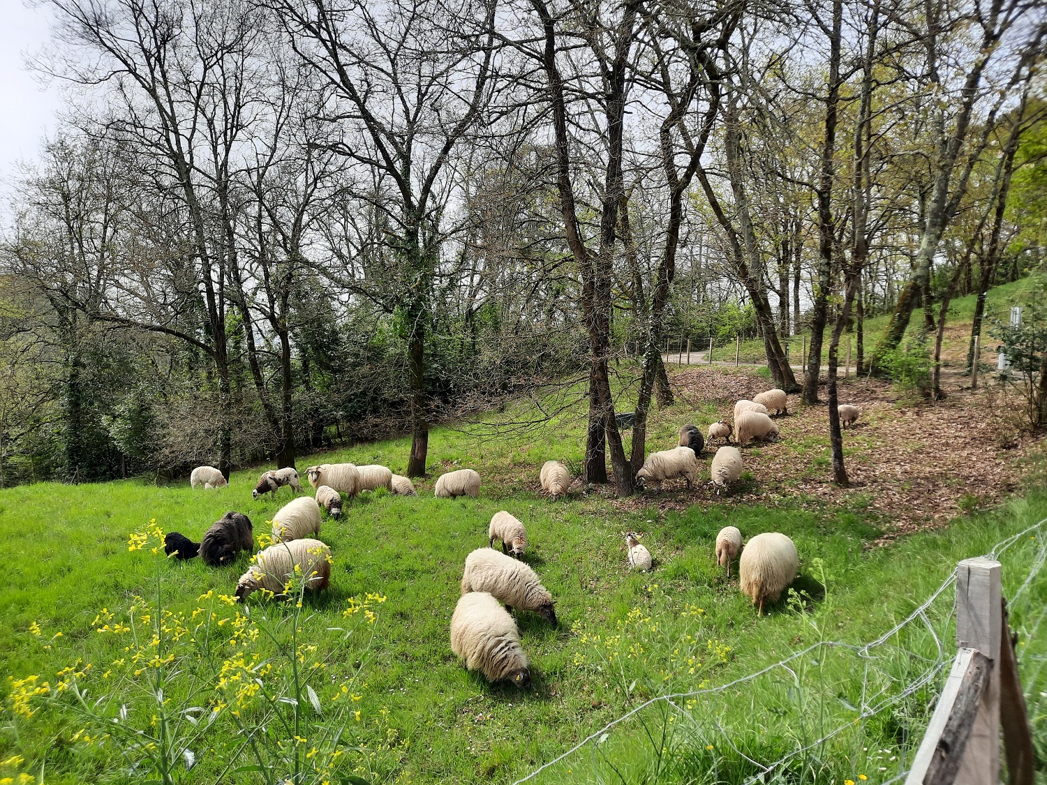 le troupeau de brebis pâturant au parc du Cypressat