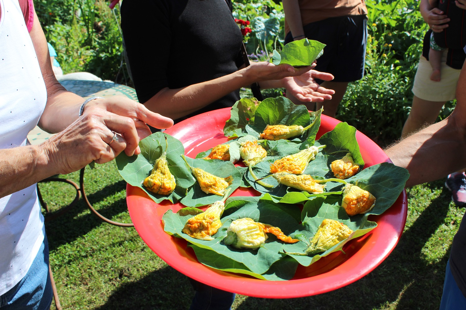 Fleurs de courgettes farçies à déguster