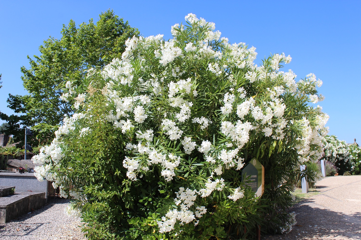 Lauriers en fleurs à l'entrée du cimetière