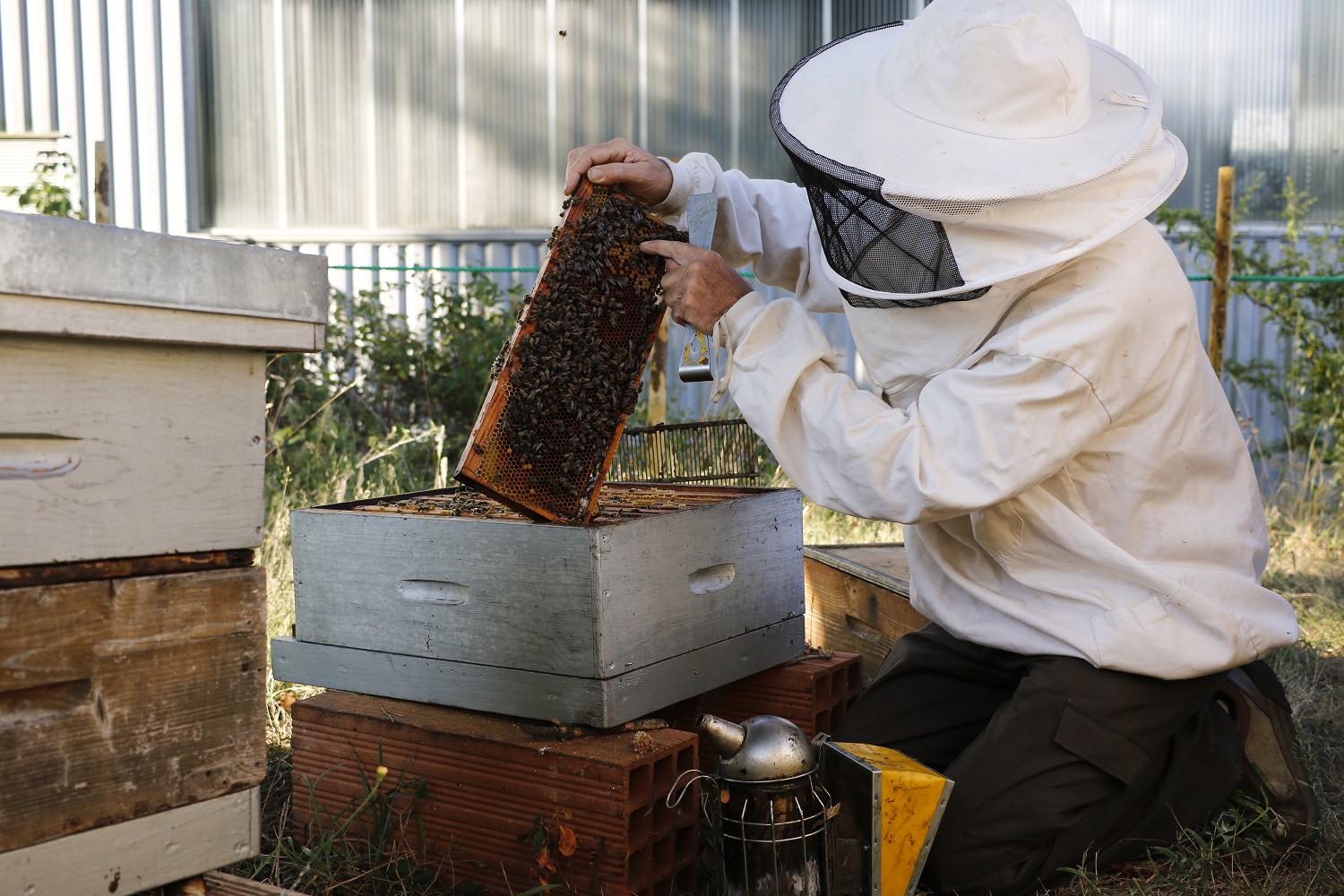 20 000 abeilles par ruche