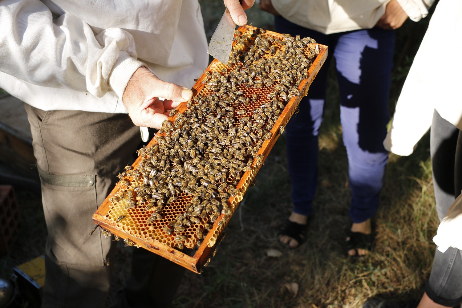 20 000 abeilles par ruche