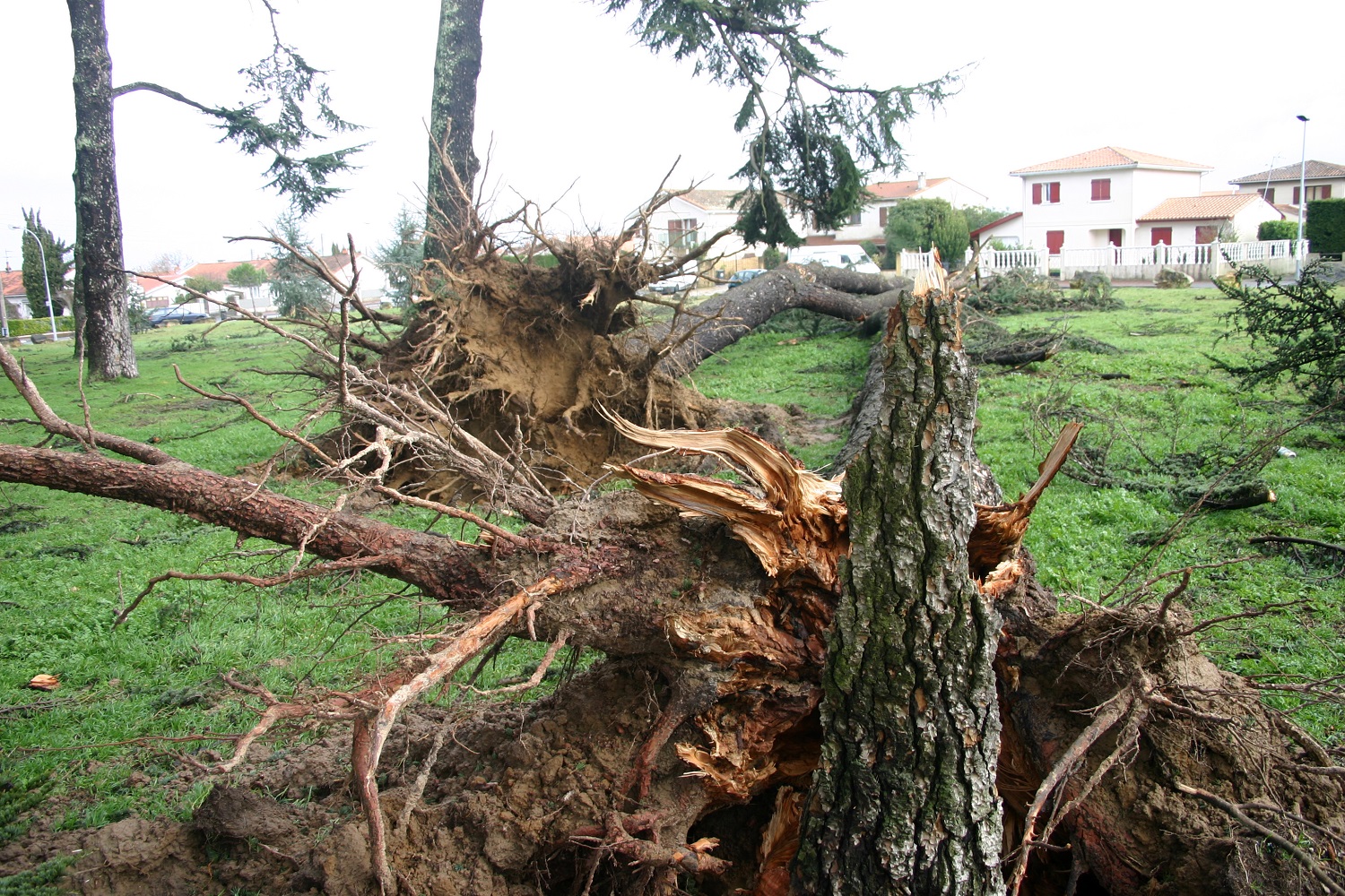 Place des cèdres au lendemain de la tempête 2020