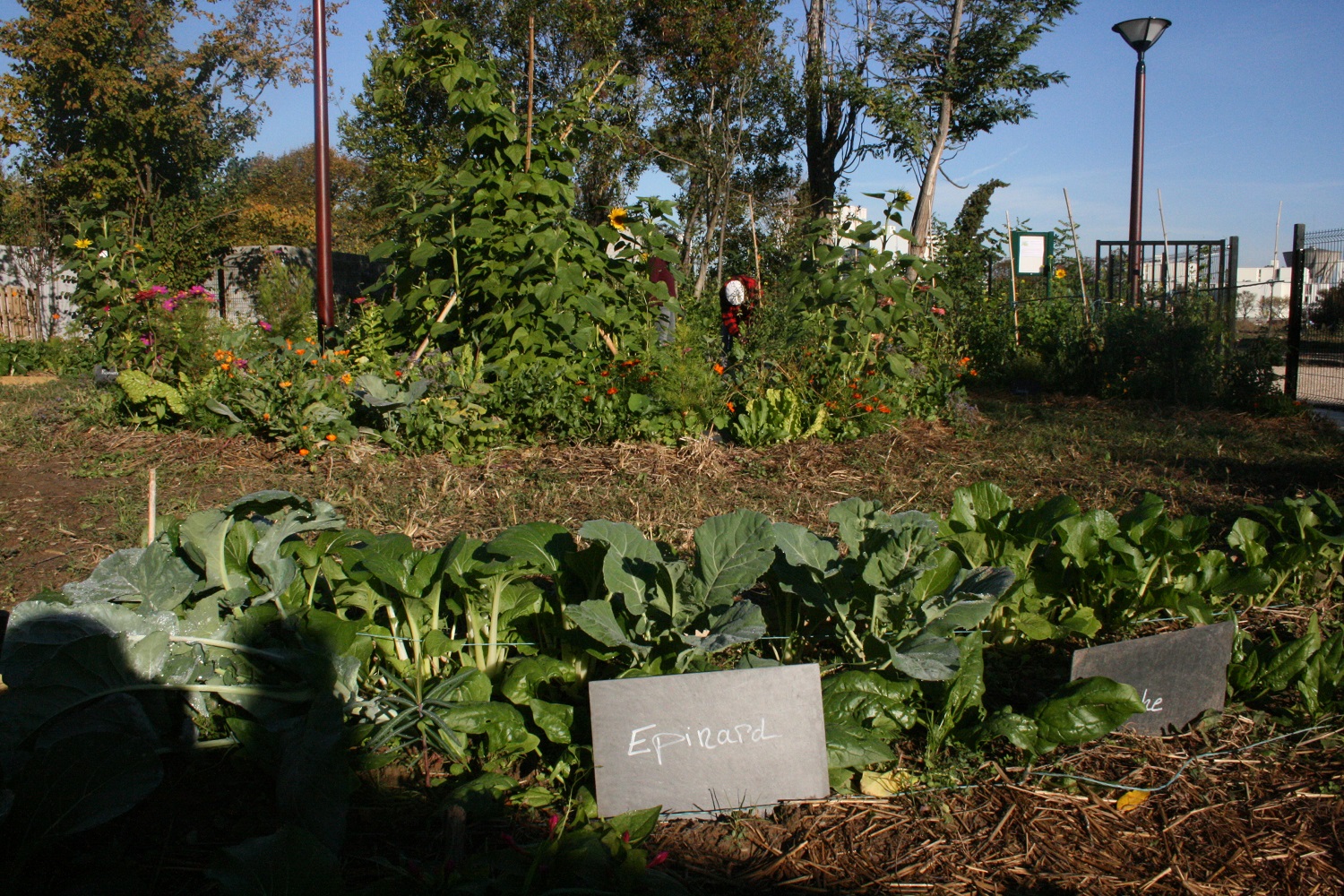 1001 feuilles en 2010