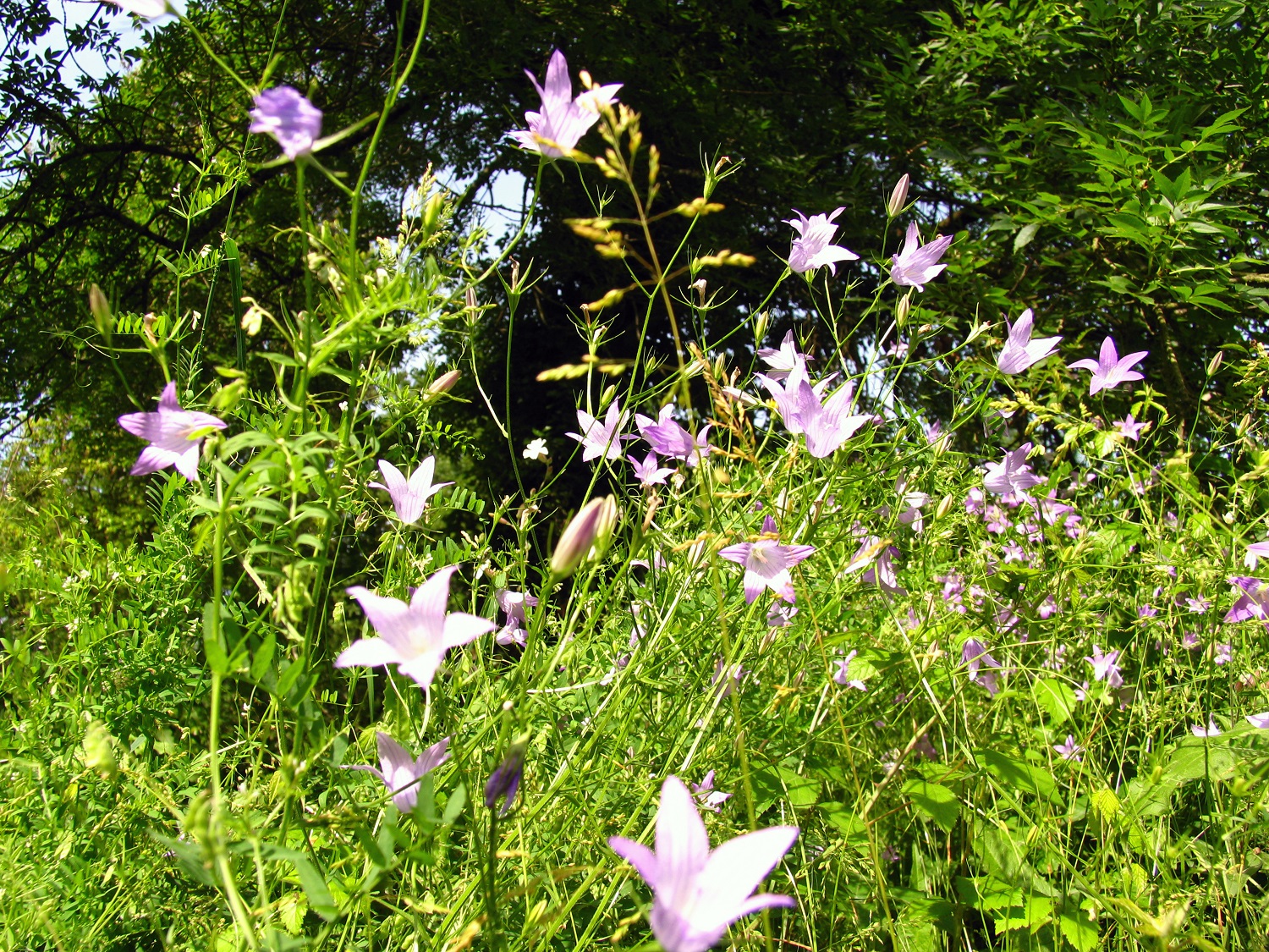 prairie fleurie, nid à biodiversité