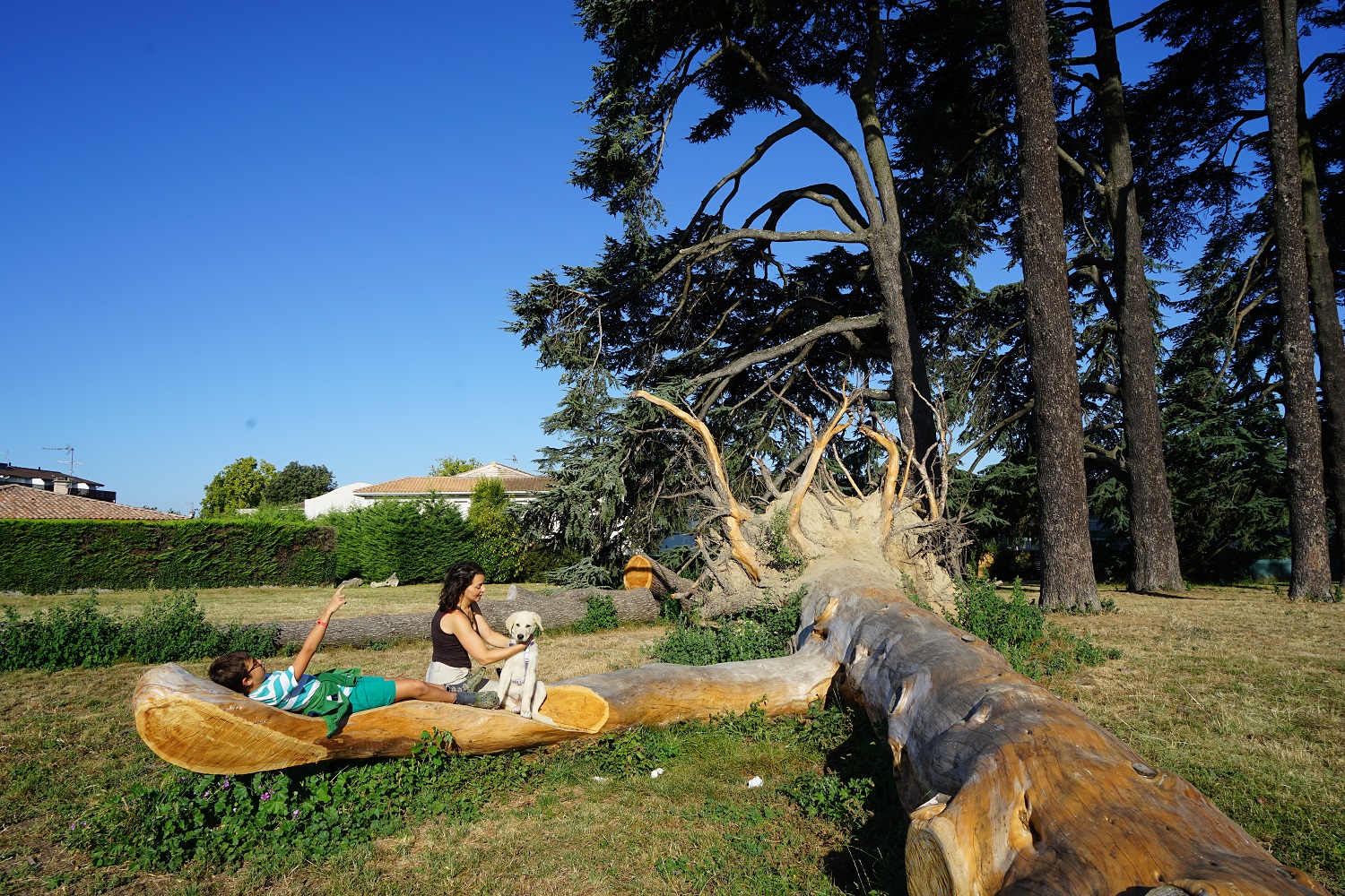 une chaise longue pour contempler la cime des cèdres
