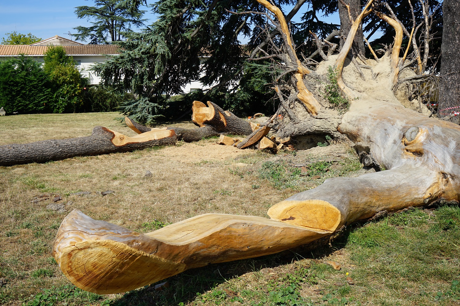 la rivière de cèdre prend forme