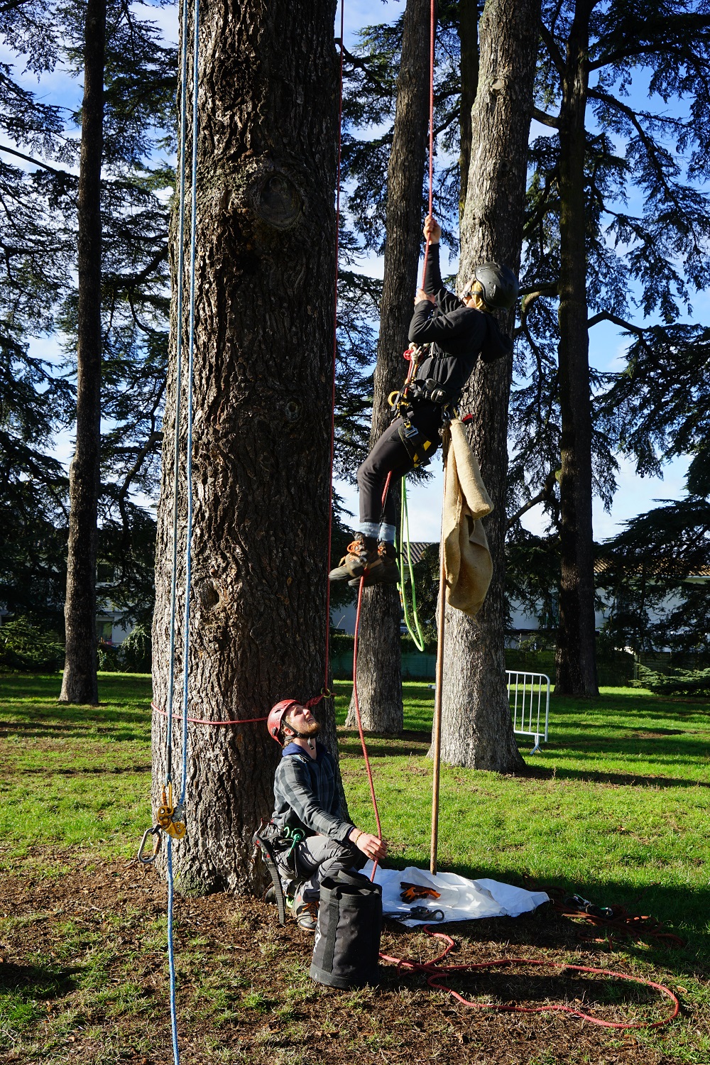 intervention de Arboréalis