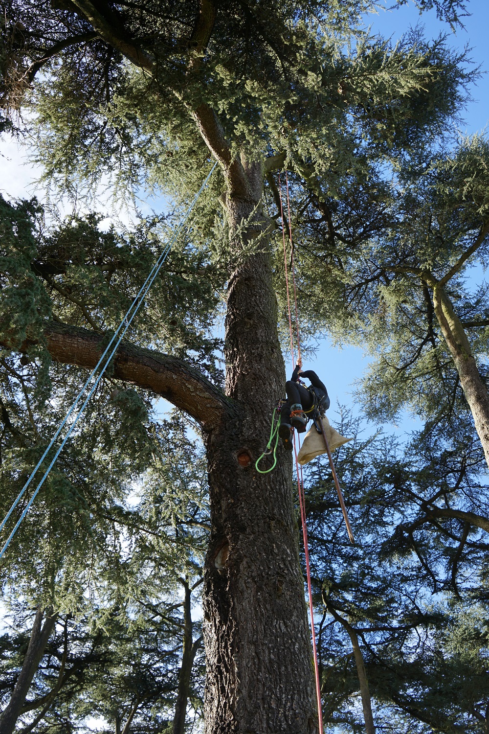intervention de Arboréalis