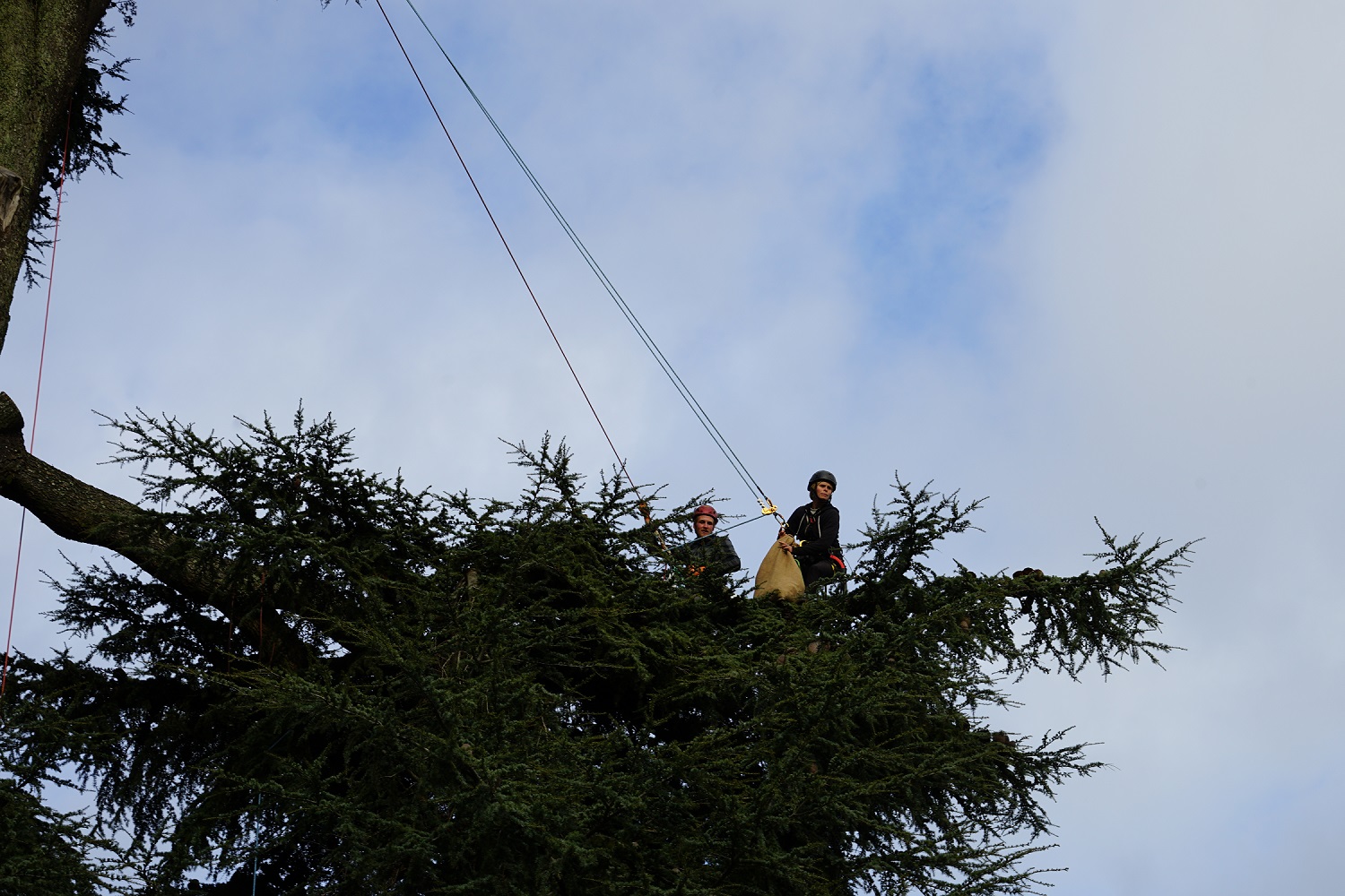 intervention de Arboréalis