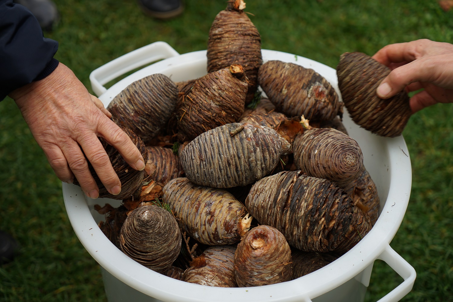 intervention de Arboréalis