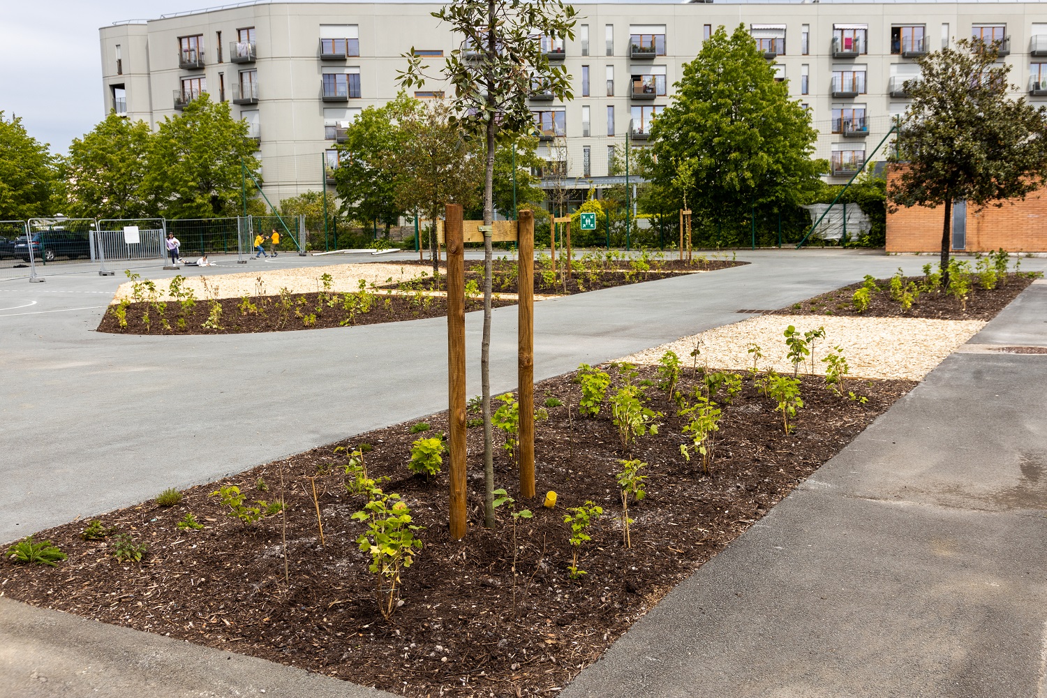 Végétalisation cour école cassagne