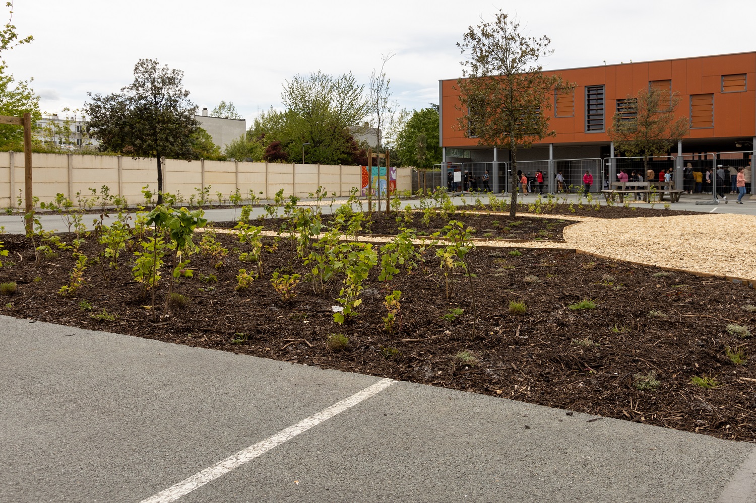 Végétalisation cour école cassagne