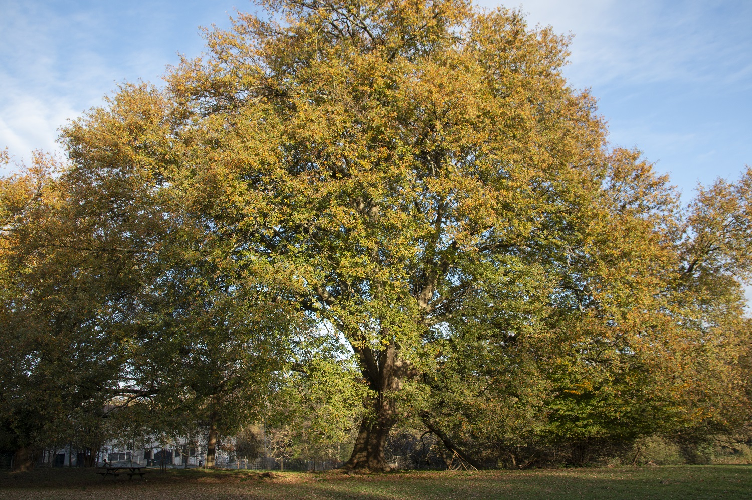 chêne remarquable du Loret