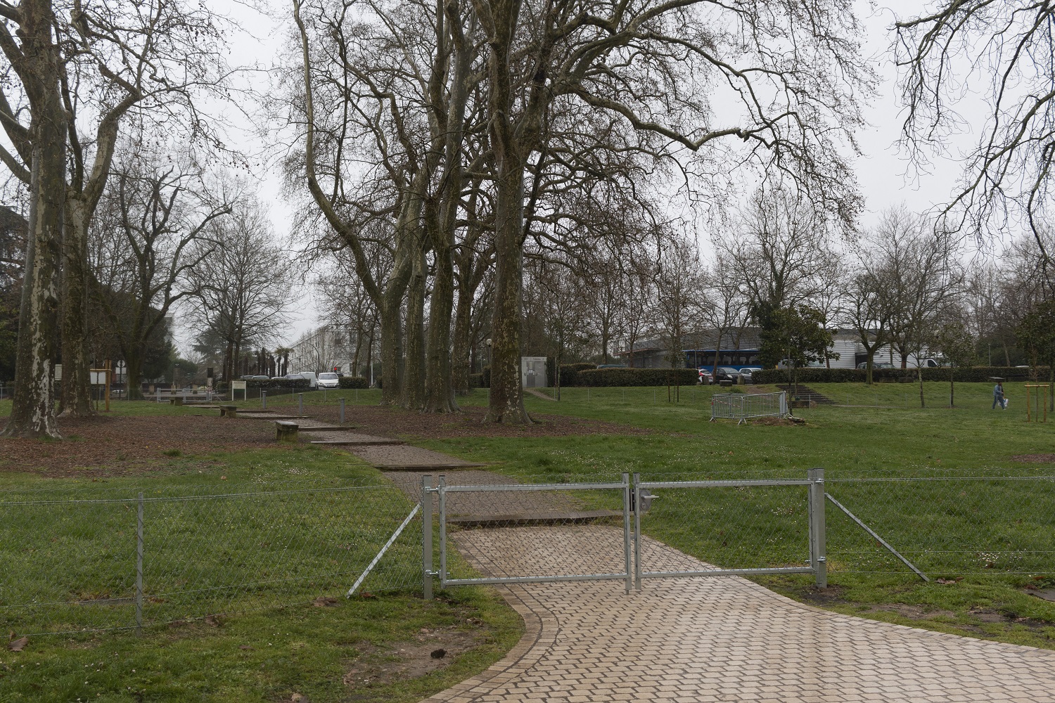 platanes du parc Palmer
