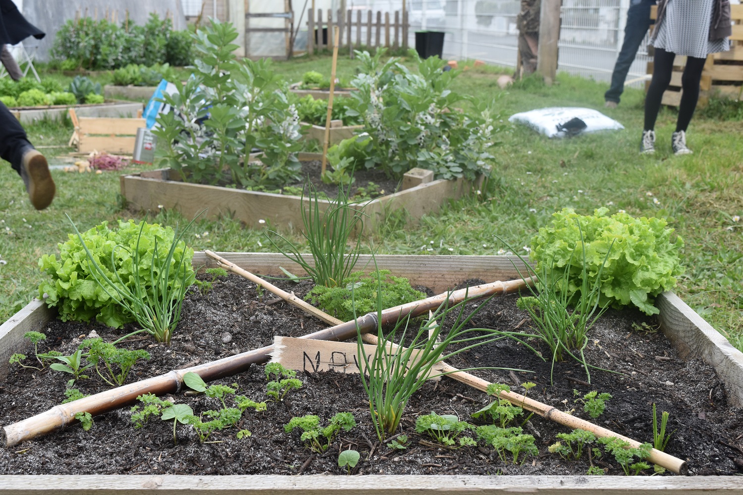 carré potager de salades et navets