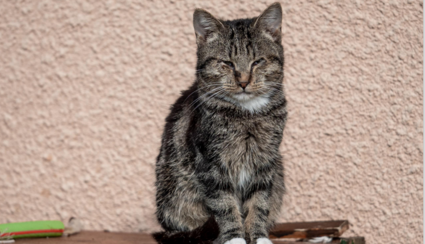 Aide à la stérilisation des chats errants