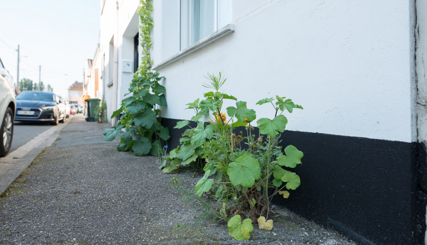 Trottoirs vivants : la nature en ville