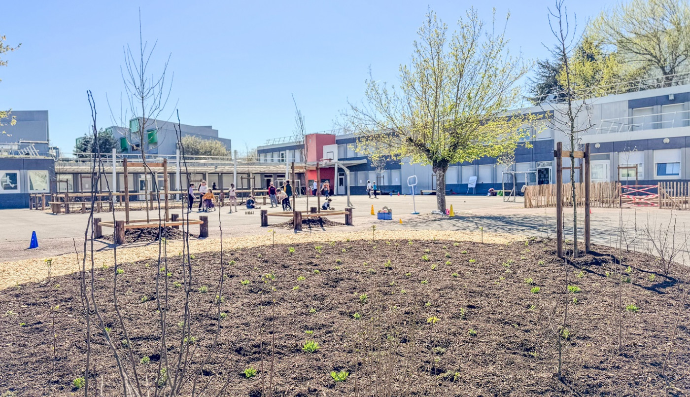 Végétalisation des cours d’école 