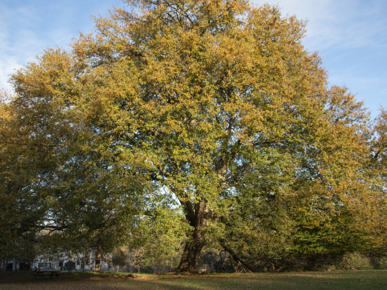 arbre-remarquable-france-cenon-triboulet