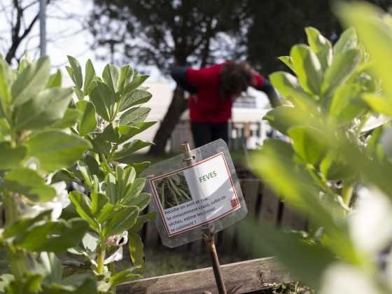 jardin partagé à La Saraillère